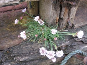 IMG_6496 - Copy