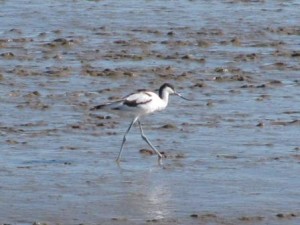 IMG_6904 - Copy