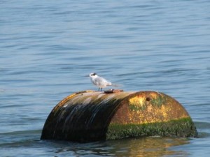 IMG_7455 - Copy