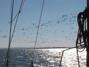 IMG_7495 - Copy
