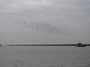IMG_7812 - Copy