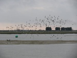 IMG_7813 - Copy