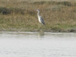 IMG_8101 - Copy