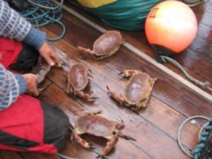IMG_8960 - comp - crab catch - day 5 - leaving sheildaig