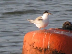 img_0095-copy