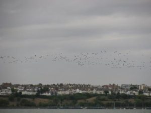 img_0378-copy